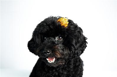 《Symphonia》公开登陆steam 弹小提琴攻关冒险